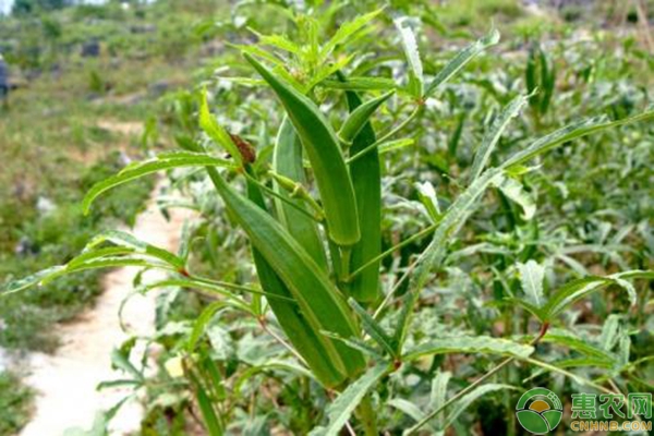 秋葵想要高产,育苗管理是关键! 秋葵想要高产,育苗管理是关键!-图片版权归惠农网所有