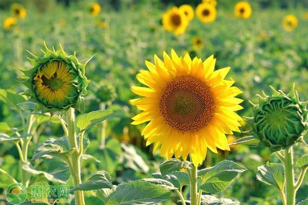 如何让秋葵的果荚又绿又亮?-图片版权归惠农网所有