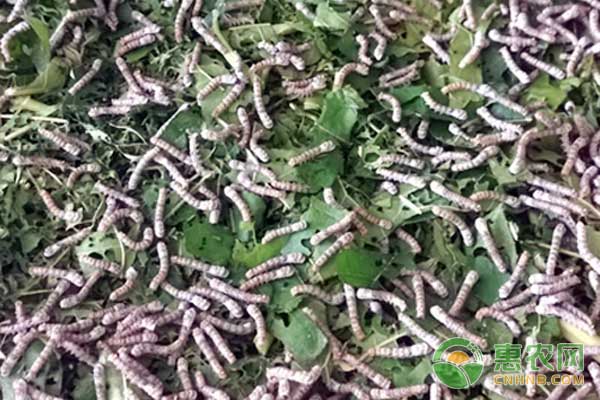 桑蚕养殖：节本高效小蚕共育技术-图片版权归惠农网所有