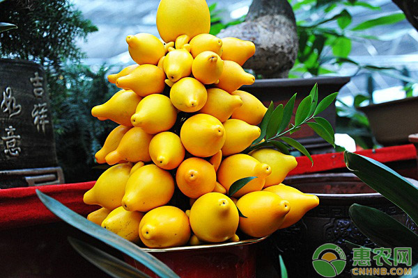 黄金果的高产种植技术-图片版权归惠农网所有