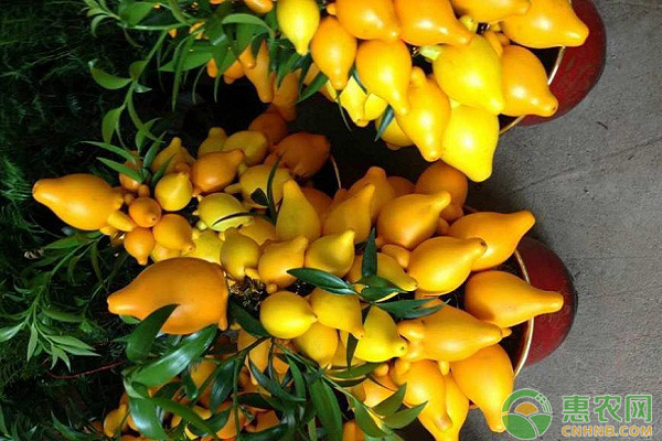 提高黄金果产量的栽培技术有哪些？-图片版权归惠农网所有