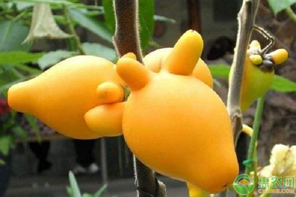 提高黄金果产量的栽培技术有哪些？-图片版权归惠农网所有