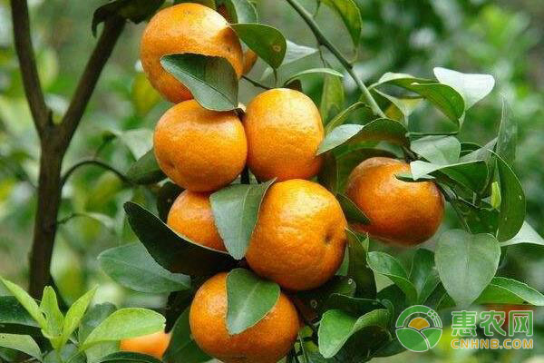 致富案例：农民回乡种植这种“黄金果”，年收入高达三十万!-图片版权归惠农网所有