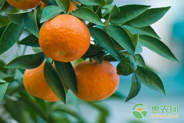致富案例：农民回乡种植这种“黄金果”，年收入高达三十万!-图片版权归惠农网所有
