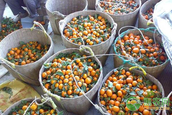 致富案例：农民回乡种植这种“黄金果”，年收入高达三十万!-图片版权归惠农网所有