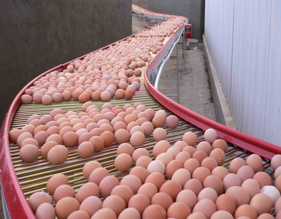 蛋鸡养殖的投资成本与利润-图片版权归惠农网所有