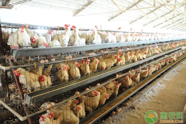 蛋鸡脱毛的原因及预防-图片版权归惠农网所有