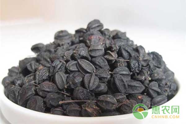 中药材刺五加种植技术 中药材刺五加种植技术-图片版权归惠农网所有