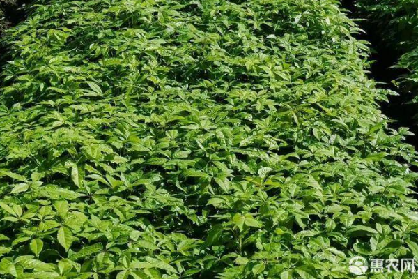  刺五加菜的种植技术-图片版权归惠农网所有