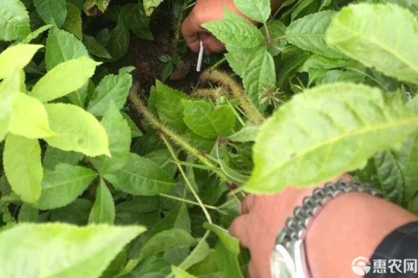  刺五加菜的种植技术-图片版权归惠农网所有