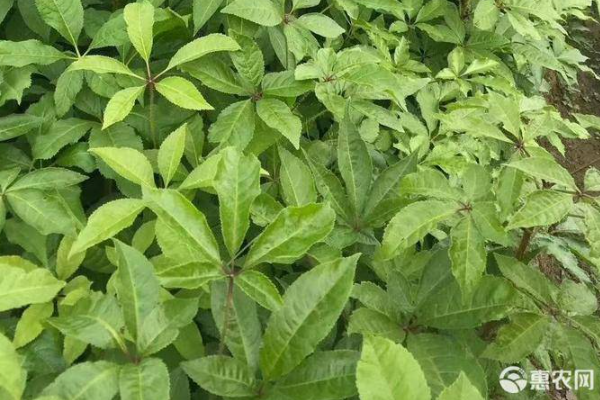  刺五加菜的种植技术-图片版权归惠农网所有
