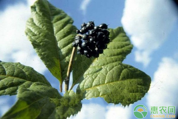 刺五加怎么栽培?刺五加苗木繁育技术探析 刺五加怎么栽培?刺五加苗木繁育技术探析-图片版权归惠农网所有