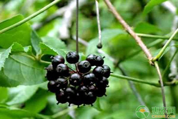 刺五加怎么栽培?刺五加苗木繁育技术探析 刺五加怎么栽培?刺五加苗木繁育技术探析-图片版权归惠农网所有