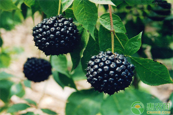 刺五加怎么栽培?刺五加苗木繁育技术探析 刺五加怎么栽培?刺五加苗木繁育技术探析-图片版权归惠农网所有