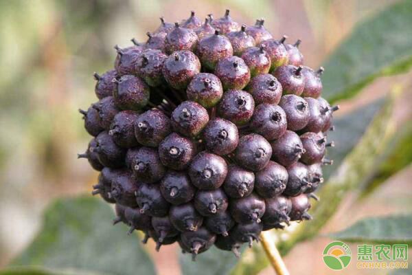 药用植物刺五加种子如何处理？刺五加实生苗培育技术-图片版权归惠农网所有