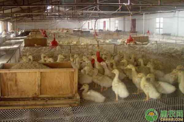 肉鸭的大棚养殖技术-图片版权归惠农网所有