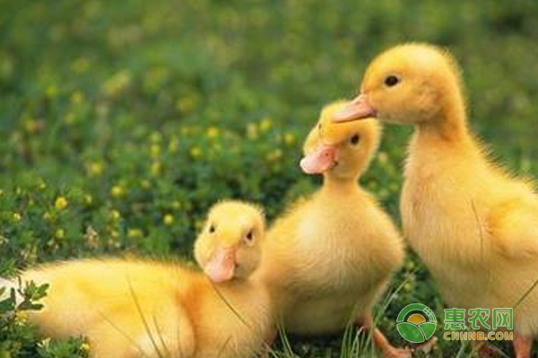 肉鸭养殖技巧：秋季肉鸭养殖管理要点分析-图片版权归惠农网所有