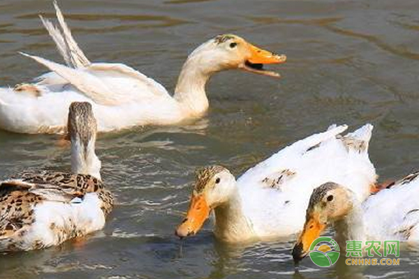肉鸭养殖技巧：秋季肉鸭养殖管理要点分析-图片版权归惠农网所有