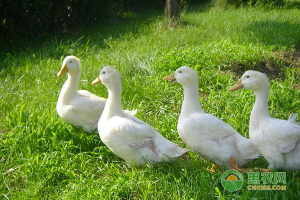 肉鸭养殖技巧：秋季肉鸭养殖管理要点分析-图片版权归惠农网所有