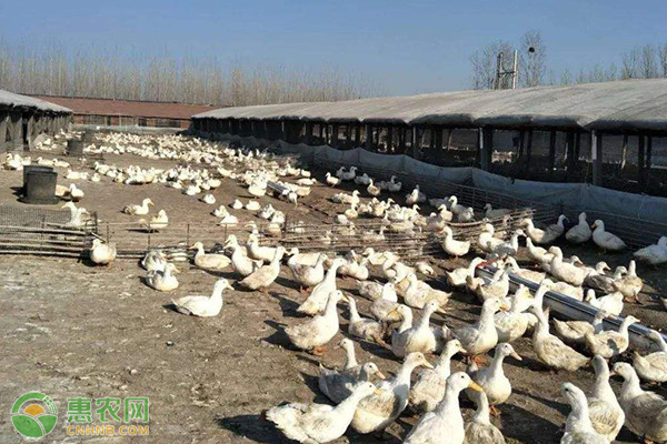 冬季怎样给鸭子防寒？-图片版权归惠农网所有