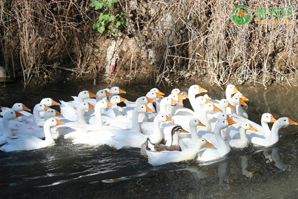 冬季怎样给鸭子防寒？-图片版权归惠农网所有