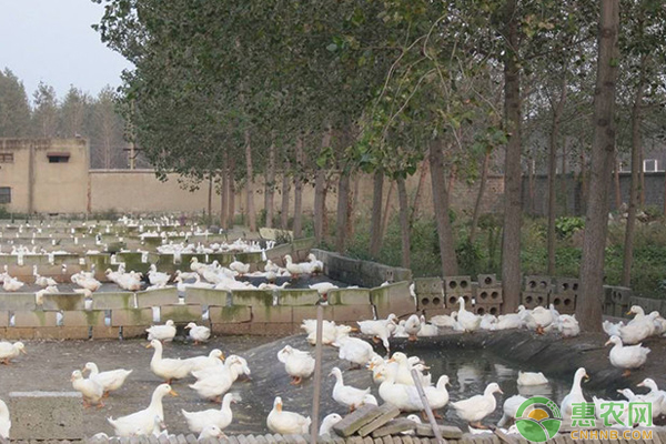 冬季怎样给鸭子防寒？-图片版权归惠农网所有