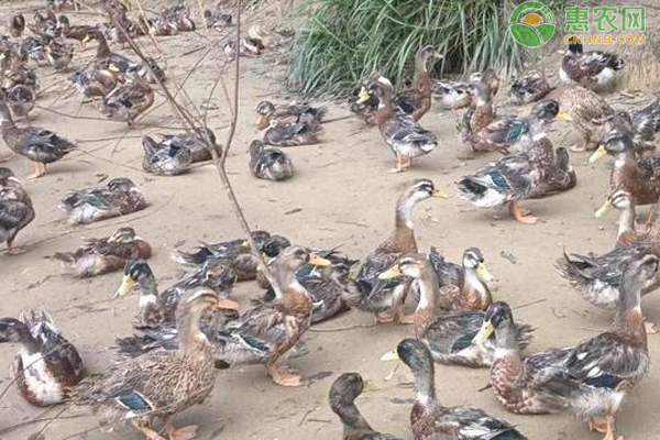 为什么冬天的鸭这么难养？7点告诉你如何搞定低温养殖-图片版权归惠农网所有