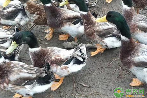 为什么冬天的鸭这么难养？7点告诉你如何搞定低温养殖-图片版权归惠农网所有