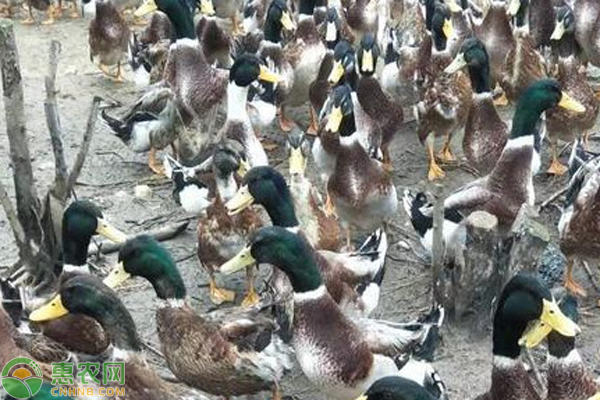 为什么冬天的鸭这么难养？7点告诉你如何搞定低温养殖-图片版权归惠农网所有