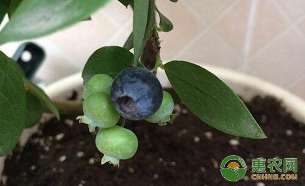 家庭蓝莓种植方法 冬天怎么养蓝莓?家庭蓝莓种植方法-图片版权归惠农网所有