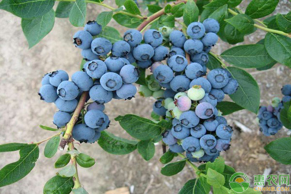 怎样种植蓝莓?高产蓝莓种植管理技术-图片版权归惠农网所有