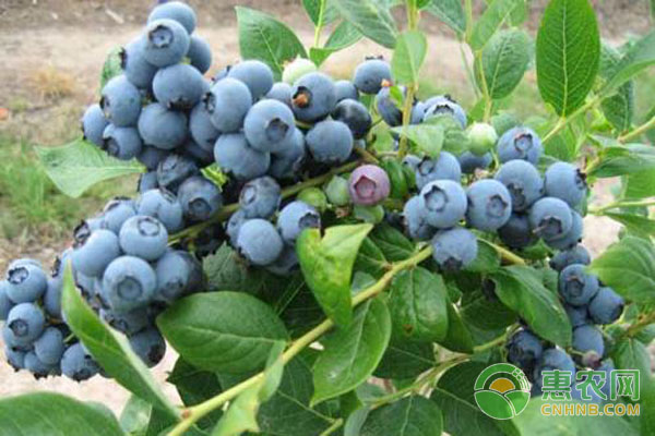 怎样种植蓝莓?高产蓝莓种植管理技术-图片版权归惠农网所有