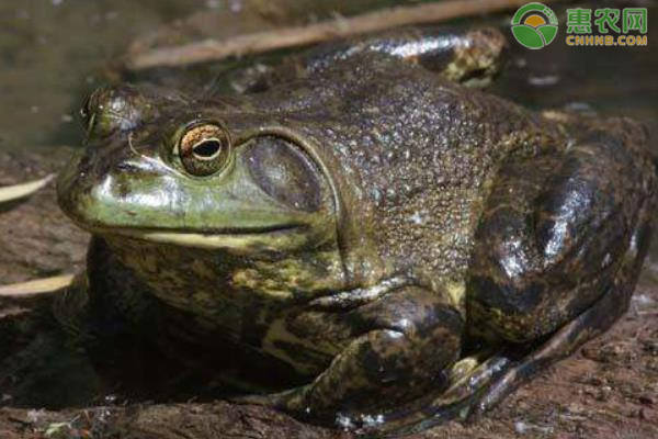 牛蛙养殖技术大全-图片版权归惠农网所有