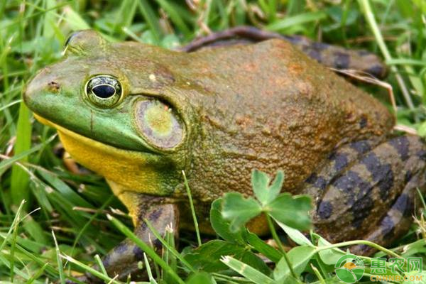 牛蛙养殖技术大全-图片版权归惠农网所有