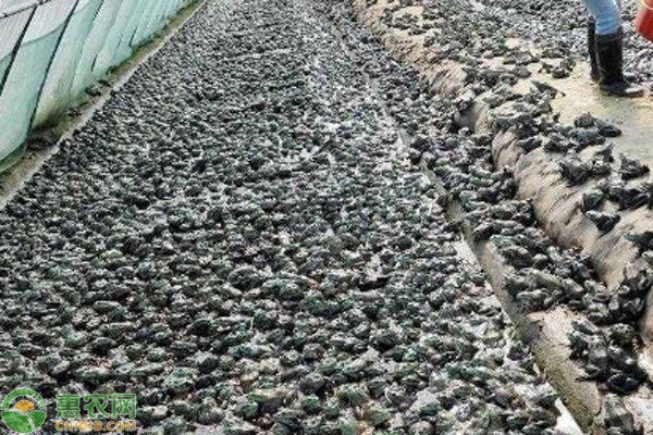 牛蛙的养殖方法和技术-图片版权归惠农网所有