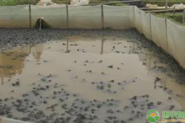 牛蛙的养殖方法和技术-图片版权归惠农网所有