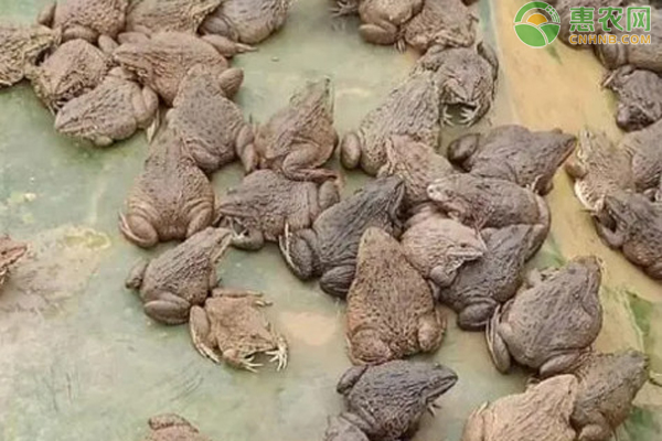 牛蛙的养殖方法和技术-图片版权归惠农网所有