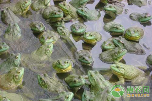 牛蛙养殖技巧:牛蛙的生长习性介绍 牛蛙养殖技巧:牛蛙的生长习性介绍-图片版权归惠农网所有