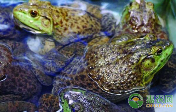 牛蛙养殖技巧:牛蛙的生长习性介绍 牛蛙养殖技巧:牛蛙的生长习性介绍-图片版权归惠农网所有