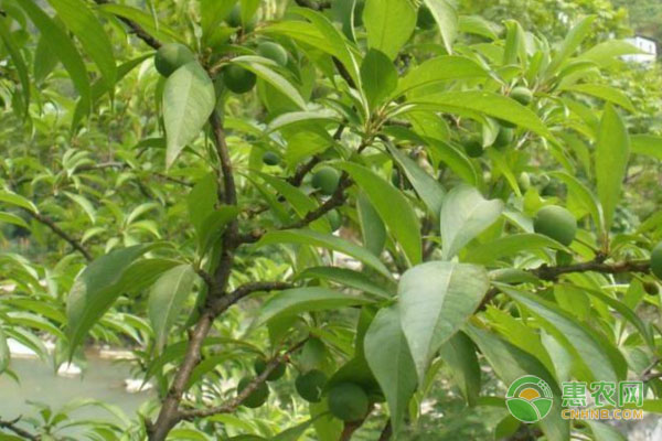 杏种植时间及方法-图片版权归惠农网所有