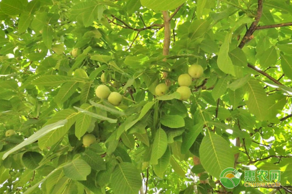 杏种植时间及方法-图片版权归惠农网所有
