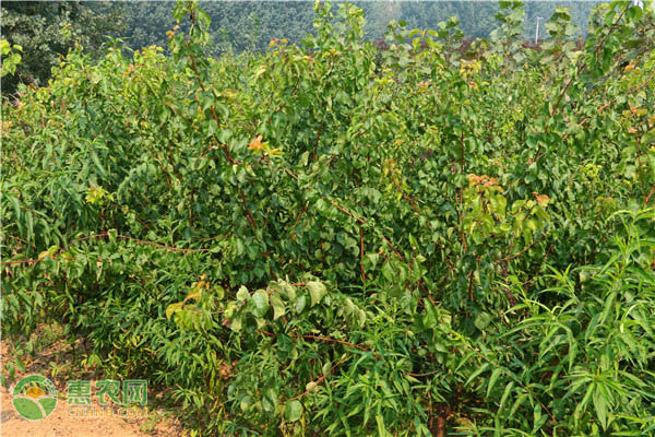 杏种植时间及方法-图片版权归惠农网所有