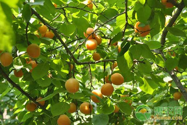 杏园的管理技术-图片版权归惠农网所有