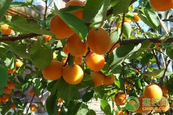杏园的管理技术-图片版权归惠农网所有