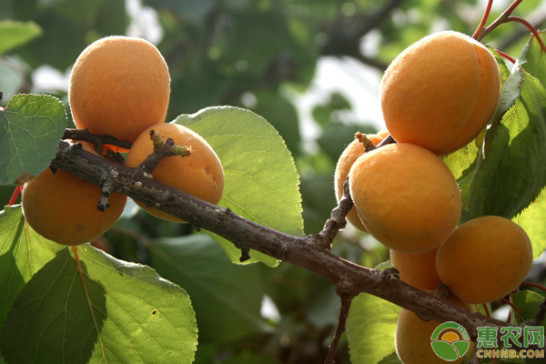 李广杏怎么种高产？李广杏果园提质增效关键技术-图片版权归惠农网所有