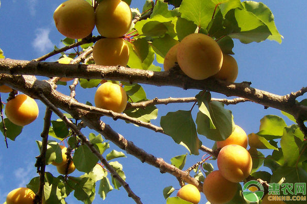 李广杏怎么种高产？李广杏果园提质增效关键技术-图片版权归惠农网所有