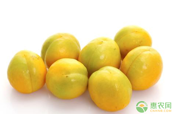 李广杏怎么种高产？李广杏果园提质增效关键技术-图片版权归惠农网所有