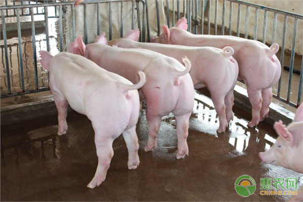 猪腹泻的病因、症状及防治措施-图片版权归惠农网所有