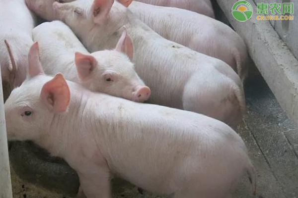 猪咬架原因及解决方法-图片版权归惠农网所有