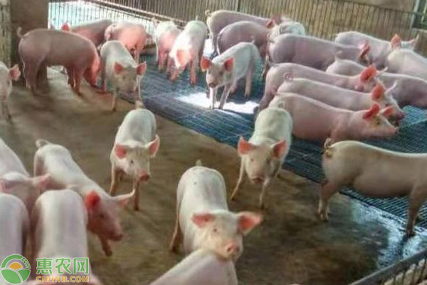 猪咬架原因及解决方法-图片版权归惠农网所有